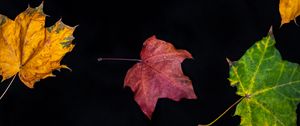 Превью обои опавшие листья, листья, осень, макро, разноцветный