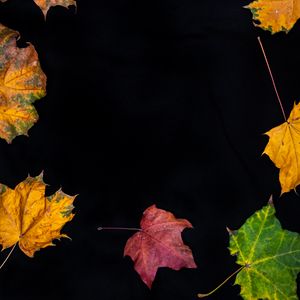 Превью обои опавшие листья, листья, осень, макро, разноцветный