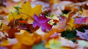 Превью обои опавшие листья, листья, осень, яркий, макро