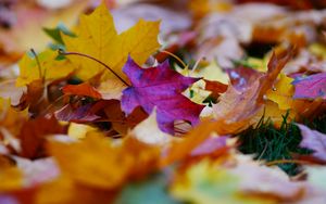 Превью обои опавшие листья, листья, осень, яркий, макро