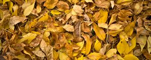 Превью обои опавшие листья, листья, осень, макро, желтый