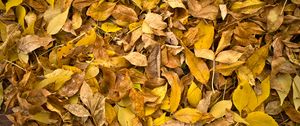 Превью обои опавшие листья, листья, осень, макро, желтый