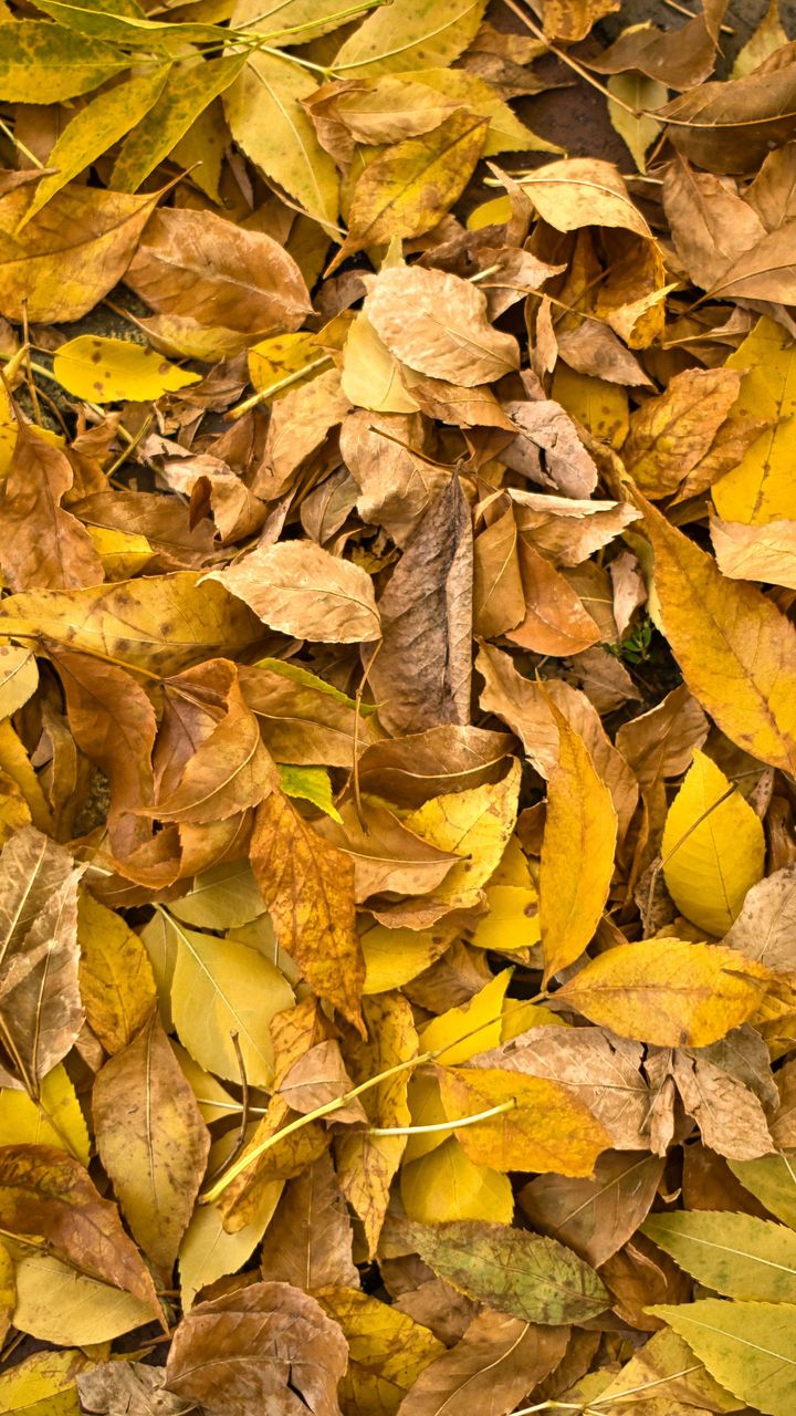 Old leaves