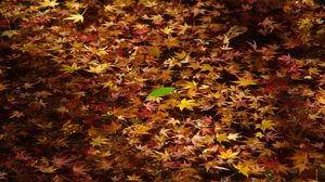 Превью обои опавшие листья, листья, вода, осень, макро