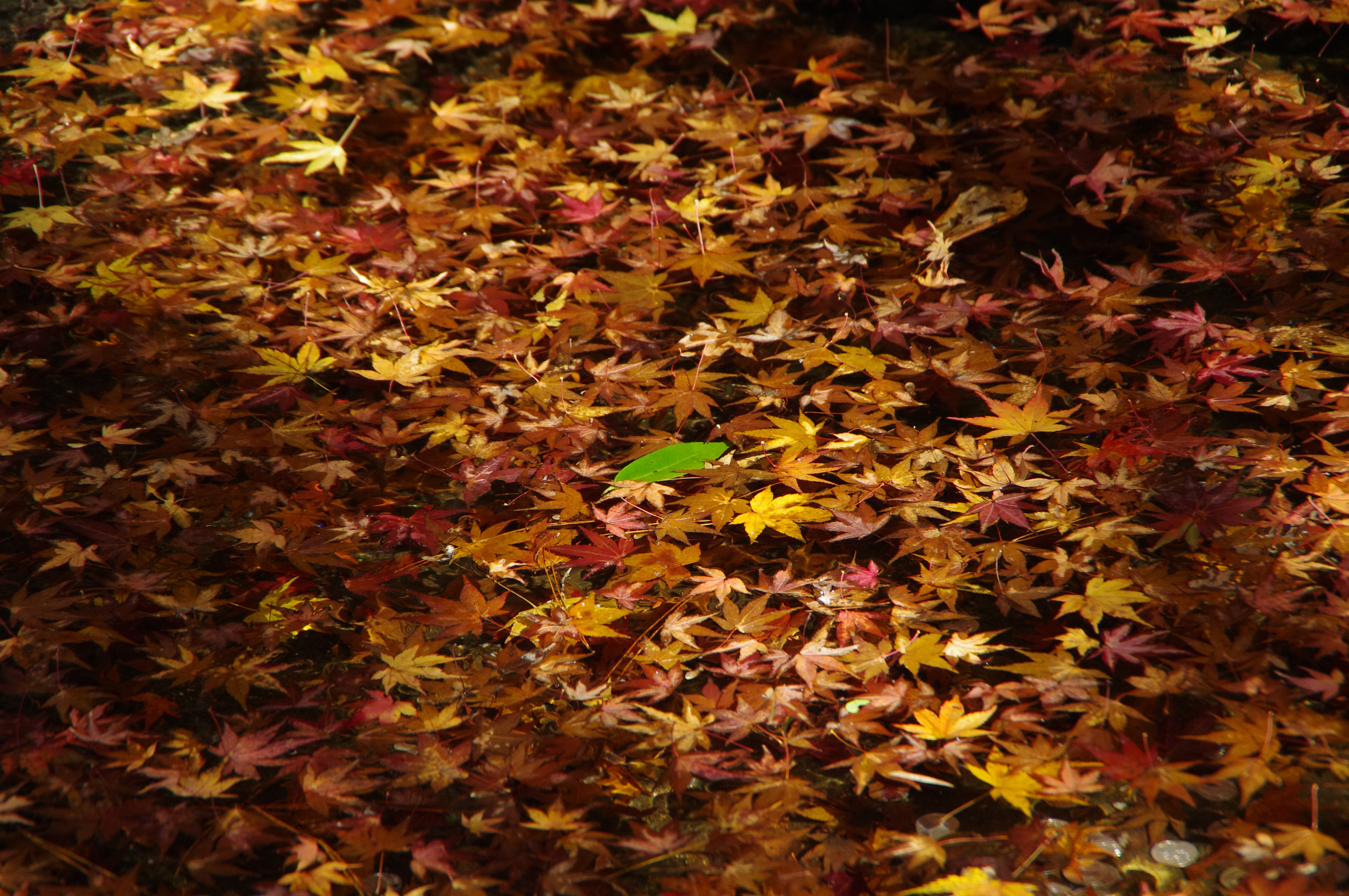 Опавшие листья терпеливо. Осень картинки на телефон. Фон для рабочего стола осень. Опавшие листья картина. Опавшие листья фото.