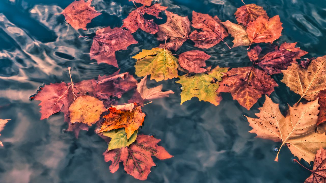 Обои опавшие листья, листья, вода, макро, осень