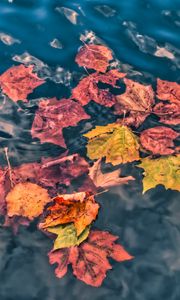 Превью обои опавшие листья, листья, вода, макро, осень