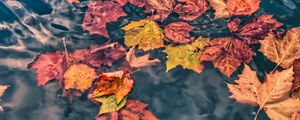 Превью обои опавшие листья, листья, вода, макро, осень