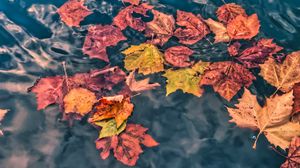 Превью обои опавшие листья, листья, вода, макро, осень