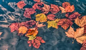 Превью обои опавшие листья, листья, вода, макро, осень