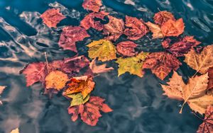 Превью обои опавшие листья, листья, вода, макро, осень