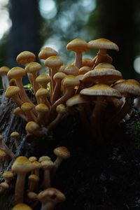 Превью обои опенок северный, опенок, грибы, макро, пень, мох, природа