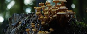 Превью обои опенок северный, опенок, грибы, макро, пень, мох, природа