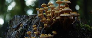 Превью обои опенок северный, опенок, грибы, макро, пень, мох, природа