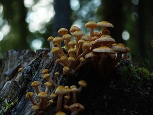 Превью обои опенок северный, опенок, грибы, макро, пень, мох, природа