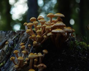 Превью обои опенок северный, опенок, грибы, макро, пень, мох, природа