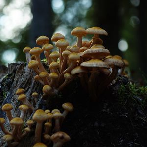 Превью обои опенок северный, опенок, грибы, макро, пень, мох, природа