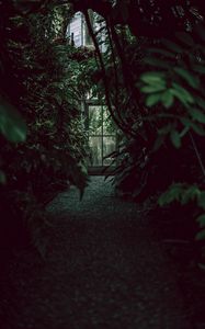 Превью обои оранжерея, дверь, растения, зеленый, темный
