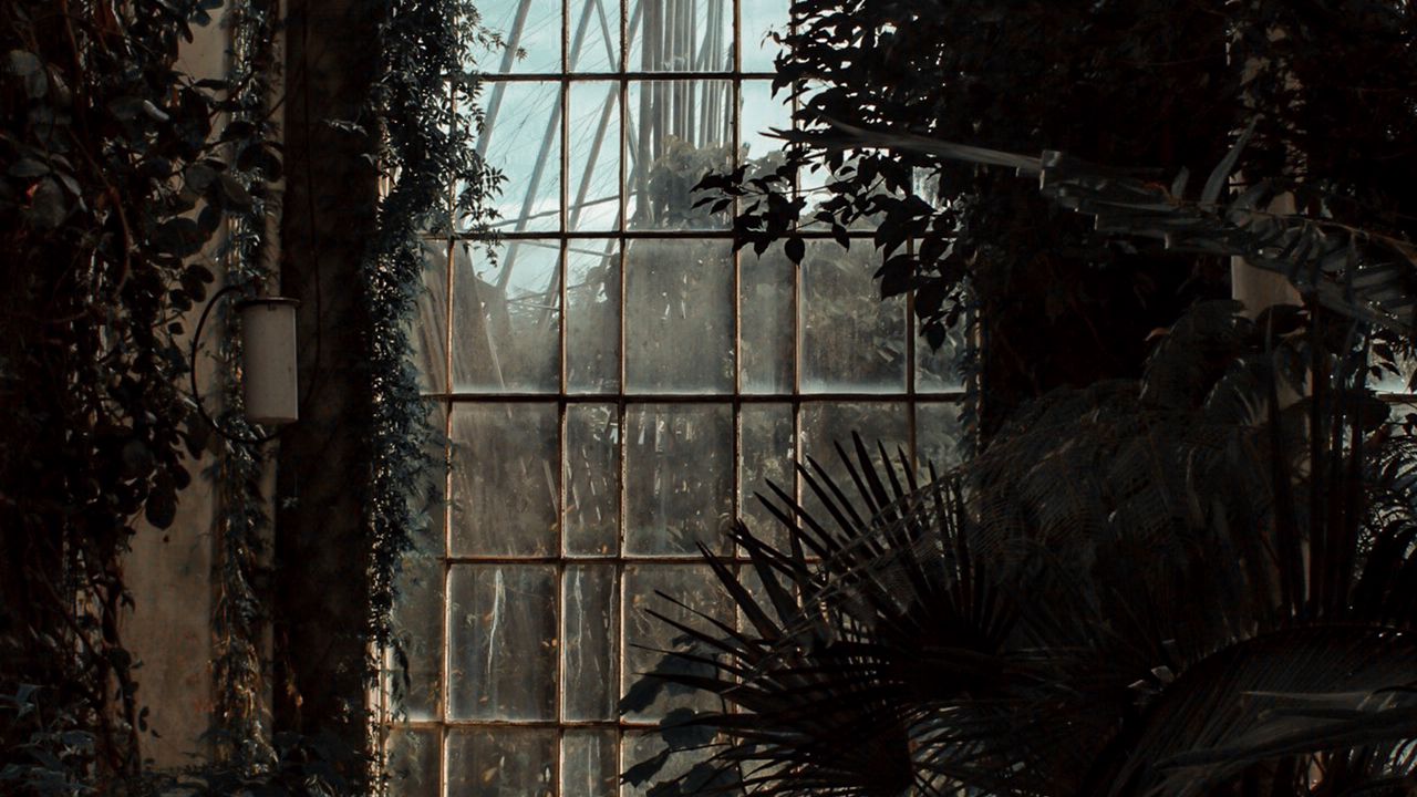 Обои оранжерея, окно, темный, растения, помещение