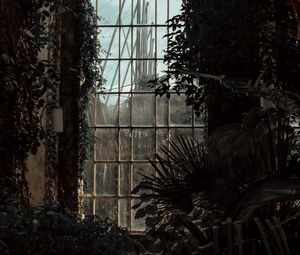 Превью обои оранжерея, окно, темный, растения, помещение