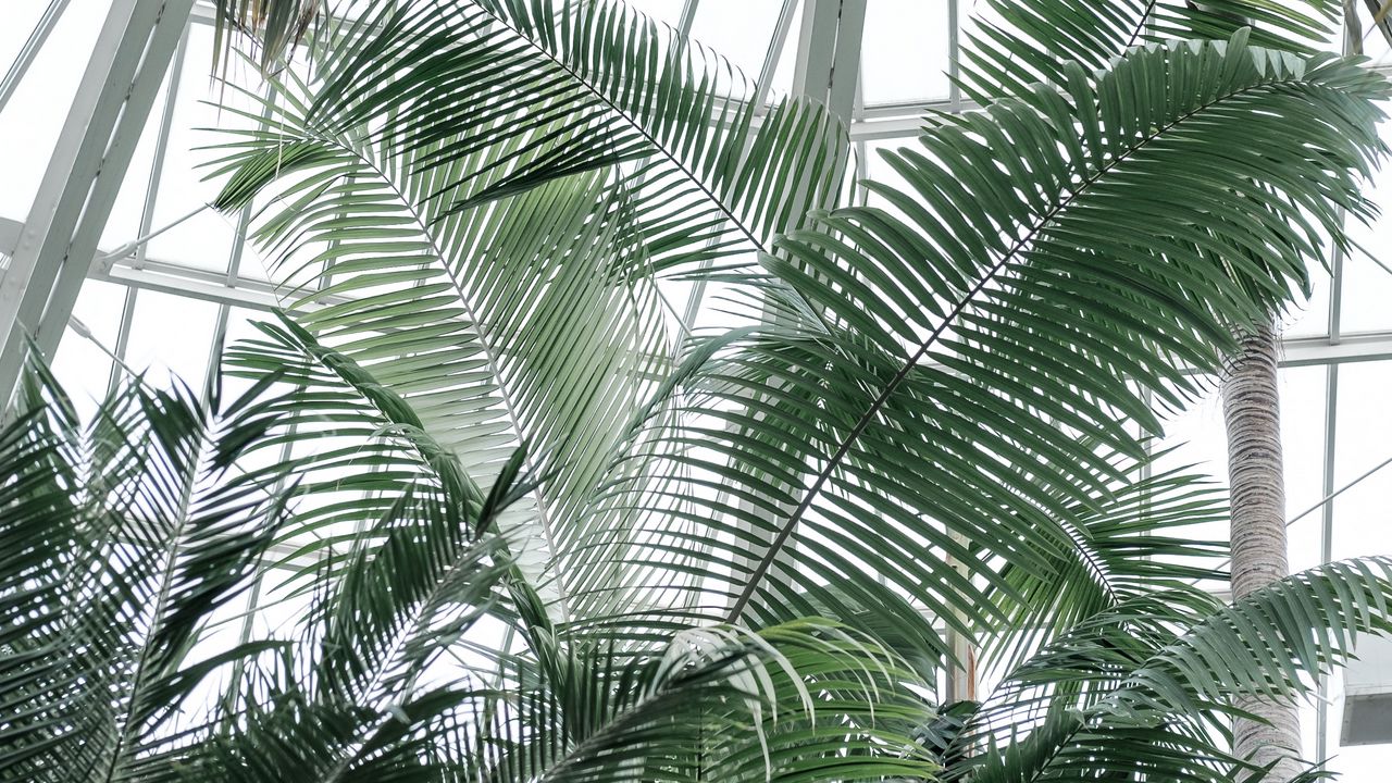 Обои оранжерея, пальмы, растения, тропический