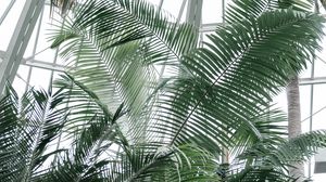 Превью обои оранжерея, пальмы, растения, тропический