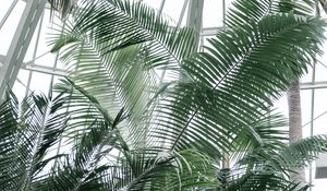 Превью обои оранжерея, пальмы, растения, тропический
