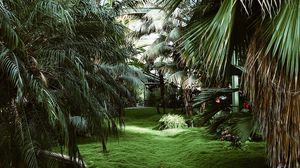 Превью обои оранжерея, пальмы, тропический, растения, зеленый