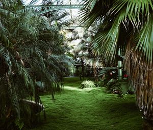 Превью обои оранжерея, пальмы, тропический, растения, зеленый