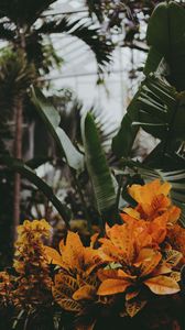 Превью обои оранжерея, растения, цветы, листья, растительность