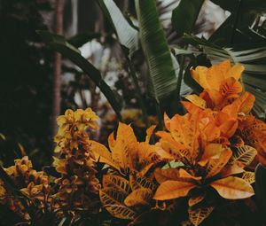 Превью обои оранжерея, растения, цветы, листья, растительность
