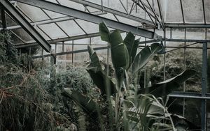 Превью обои оранжерея, растения, зеленый, экзотический