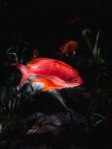 Превью обои оранжевая рыба, рыба, аквариум, вода