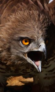 Превью обои орел, агрессия, крик, птица, хищник, перья, взмах