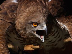 Превью обои орел, агрессия, крик, птица, хищник, перья, взмах