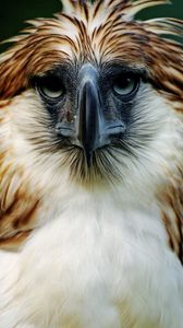 Превью обои орел, филиппины, птица, голова, перья, клюв, хищник