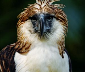 Превью обои орел, филиппины, птица, голова, перья, клюв, хищник