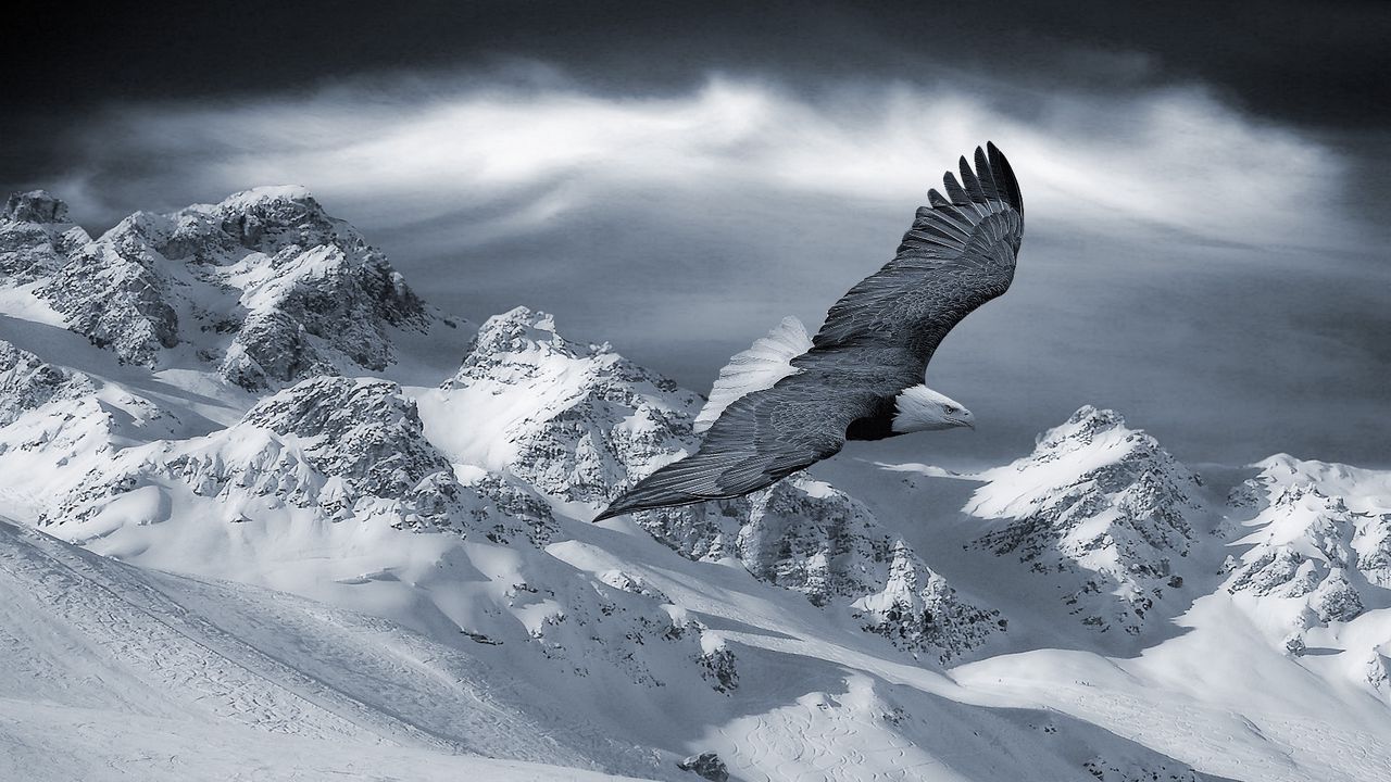 Обои орел, горы, небо, снег, возвышенности, птица, хищник