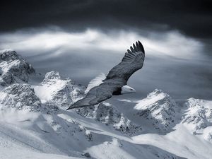 Превью обои орел, горы, небо, снег, возвышенности, птица, хищник