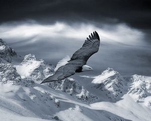 Превью обои орел, горы, небо, снег, возвышенности, птица, хищник