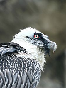 Превью обои орел, гриф, хищник, птица