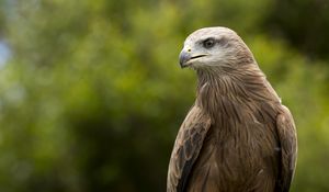 Превью обои орел, клюв, хищник, перья