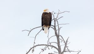 Превью обои орел, клюв, перья, ветка