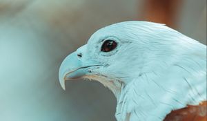 Превью обои орел, клюв, перья, птица, дикая природа