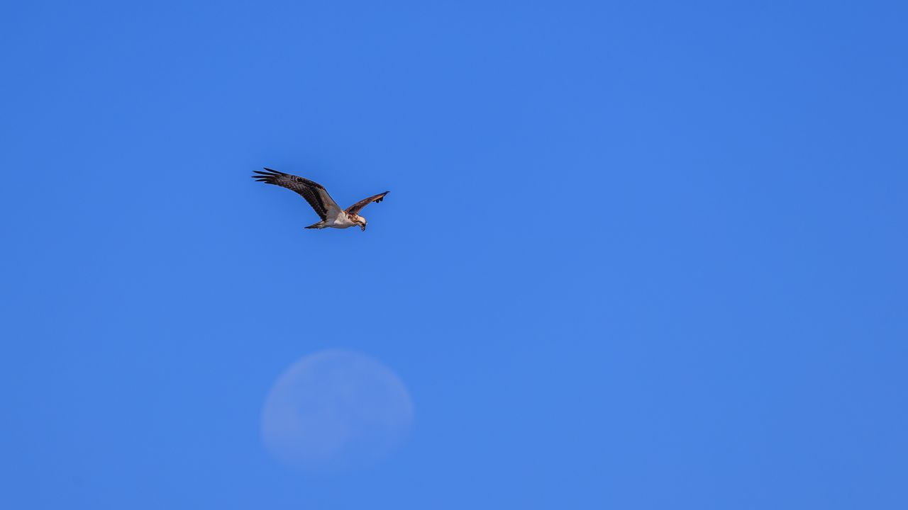 Обои орел, крылья, птица, полет, небо, минимализм