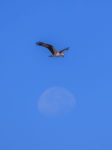 Превью обои орел, крылья, птица, полет, небо, минимализм