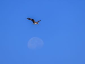 Превью обои орел, крылья, птица, полет, небо, минимализм