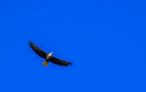 Превью обои орел, небо, птица, полет, минимализм