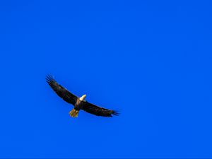 Превью обои орел, небо, птица, полет, минимализм