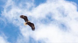 Превью обои орел, полет, крылья, свобода